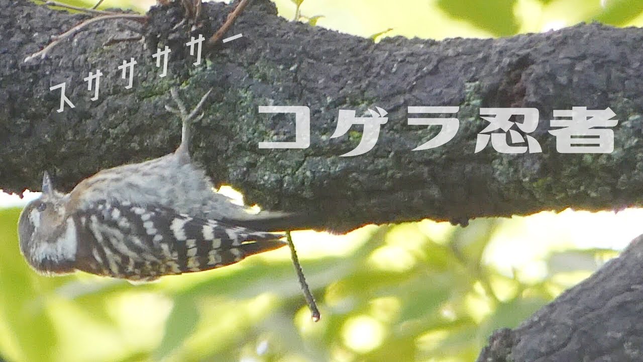 可愛い鳥コゲラ 木をつつく音japanese Pygmy Woodpecker Youtube 可愛い鳥コゲラ 木をつつく音japanese Pygmy Woodpecker Youtube