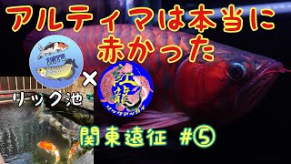 関東遠征　＃5　リックさんコラボ　アルティマは本当に赤かった‼　お宅訪問　錦鯉　手作り池