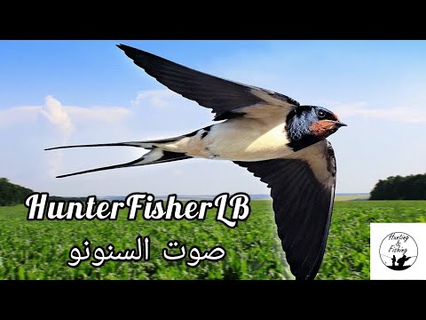 أجمل صوت سنونو دمج صوتين         