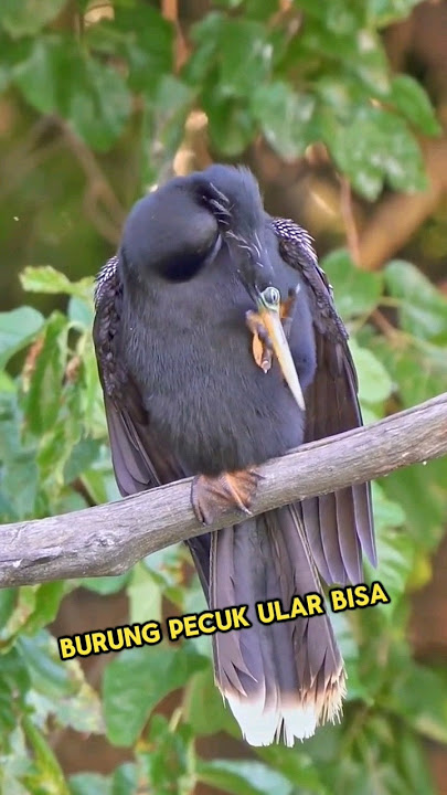 burung pecuk ular #burung #animals #hewan #shortvideo #shorts