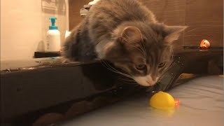 お風呂のオモチャに初めて会う猫 ノルウェージャンフォレストキャットMeet the bath toy for the first time.Norwegian Forest Cat.