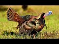 Massive Gobbler Nearly LANDS in Hunters Lap! ORIGINAL Full Video! {Catch Clean Cook}