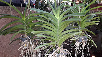 Como cuidar de orquídea pendurada?