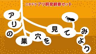 【チャーム】「アリの巣を横から見てみよう」観察動画 ニチドウ アリ飼育 観察セット 日本動物薬品 アリの巣 ant 蟻 あり