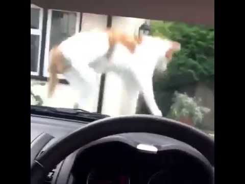 guy-scares-cat-with-car-horn-original