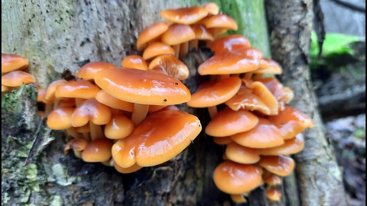 Zimowe grzyby jadalne z HobbyHouse.pl