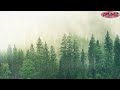 Gewitter im Wald - Geräusch von Regen und Donner