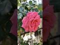 Season of Roses #shortsfeed #shorts