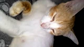 Little Meooo Cute Sleeping In The Bed Lovely