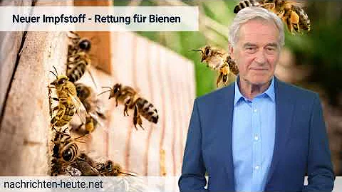 Sind Gelbtafeln eine Gefahr für Bienen?