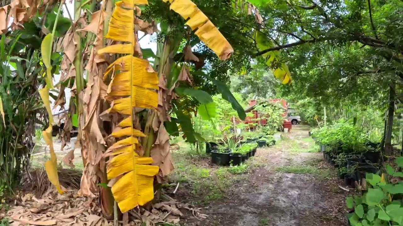 Rov Tuaj Saib Wb Li Teb Nawb