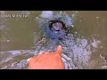 ĐI CẤM CÂU CÁ LÓC ĐỒNG đêm tối và cái kết | DÂN MIỀN TÂY