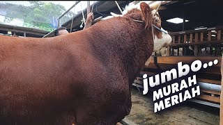 Sapi Qurban Jumbo Spek Kontes harga Murah ❗