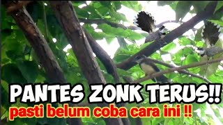 Begini Cara Mikat Burung Kipasan/Sikatan Yang Susah Turun