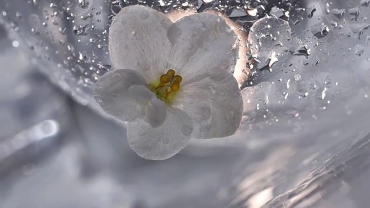 Тает нежностью. Цветы во льду. Нежный хрупкий цветок. Весенние цветы во льду. Нежные цветы в снегу.