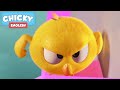 Where's Chicky? | POWERFUL CHICKY | Chicky Cartoon in English for Kids