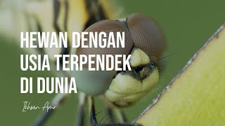 5 Hewan Dengan Usia Terpendek Di Dunia | Ada Yang Hanya 24 Jam Aja, Wow!!!