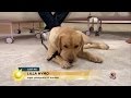 Därför ska hunden inte äta påskmat: "Hon kan dö" - Nyhetsmorgon (TV4)