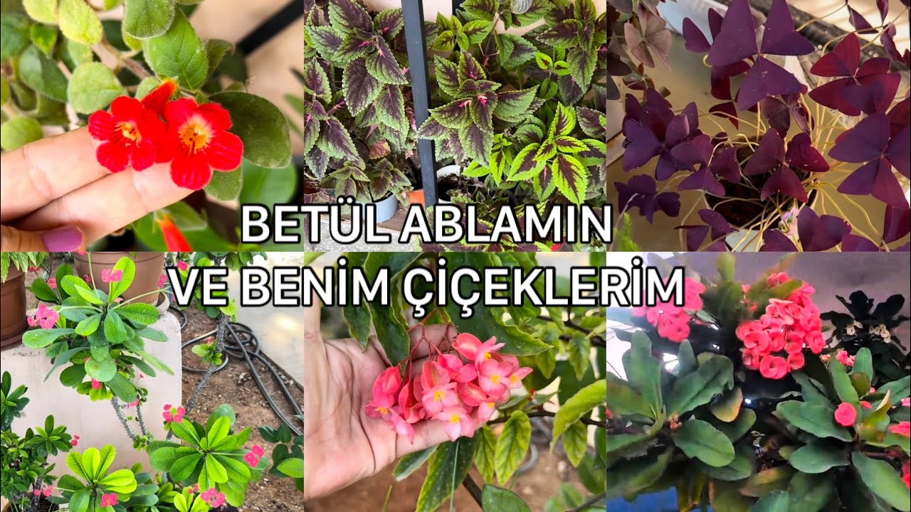 Kıbrıstan Betül ablamın ve Benim Çiçeklerim ❤️🍀#çiçekseverler #flowers #gülünbahçesi 