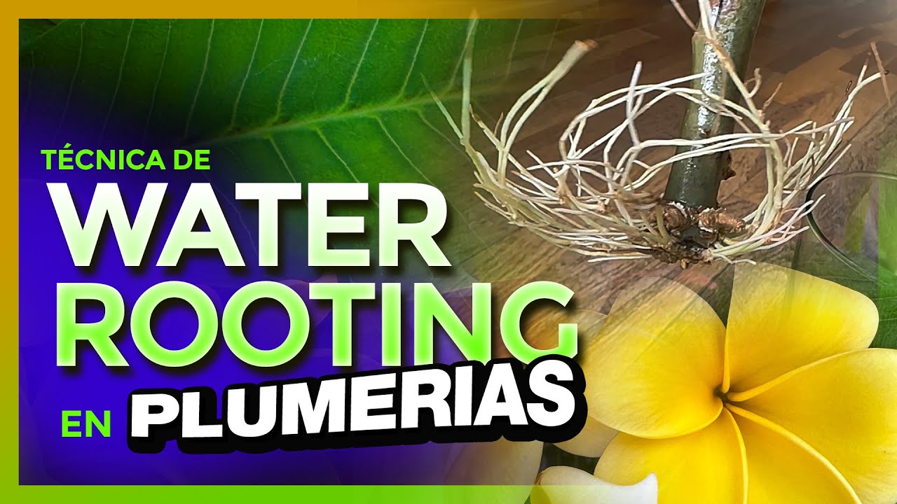 😯 ENRAIZADO de PLUMERIAS bajo AGUA 💦💧😯 WATER ROOTING #plumerias #plumerimax