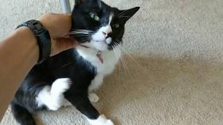 cat hack #72