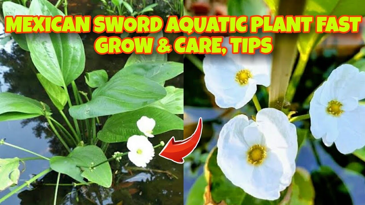 Gallery Detail: How To Grow Mexican Sword Aquatic Plant Care Tips