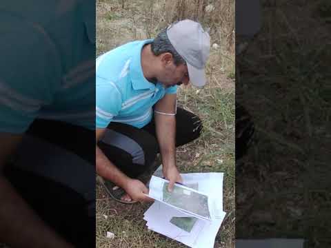 Video: Çim bitkisi timothy çayır