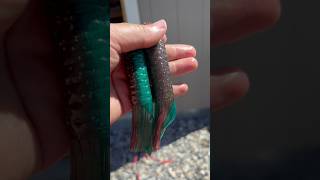Blotz berry big bertha tubes🔥 #baitmaking #customlures #custombaits #handmade #craft #shorts