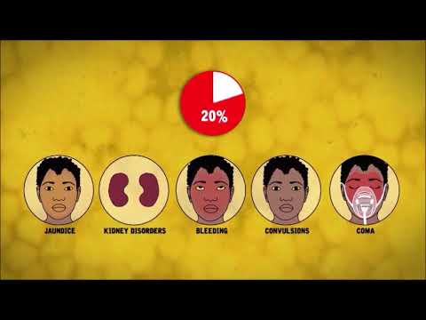 Video: Demam Kuning: Penyebab, Gejala & Diagnosis