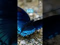 Blue Butterflies represent souls #butterfly #shorts