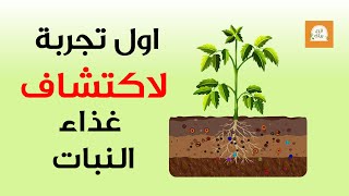 غذاء النبات - ماذا يحتاج النبات من العناصر الغذائية و اعراض نقص العناصر