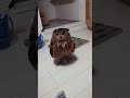 今日のジュニちゃん🦉パパタクシー #癒し #かわいい