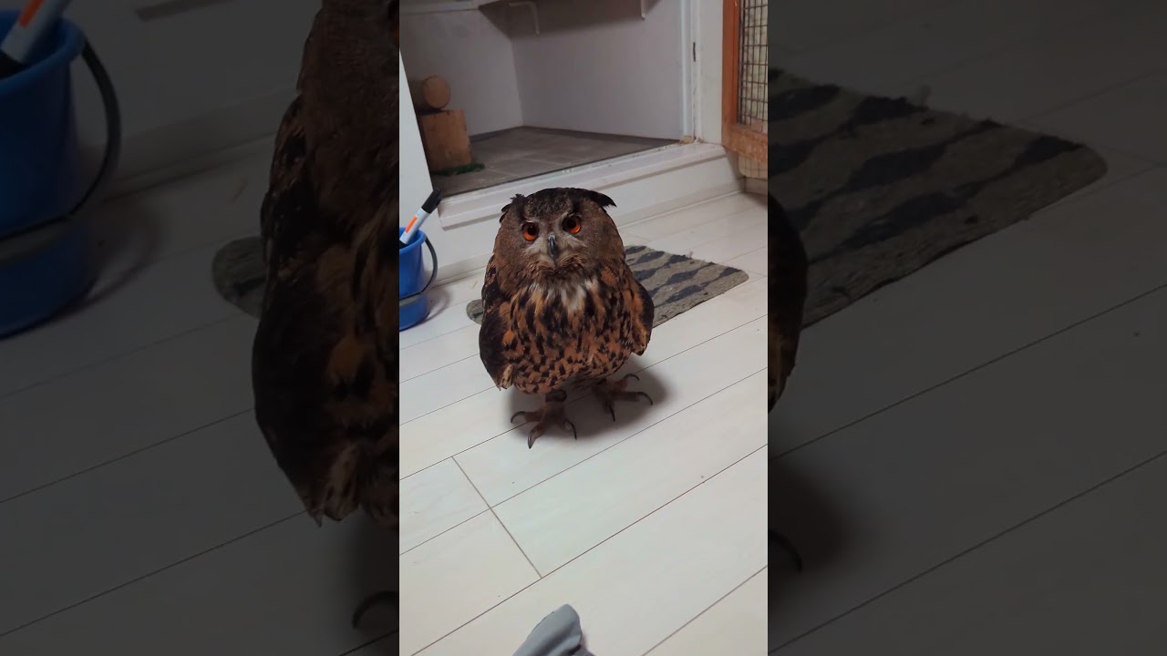 今日のジュニちゃん🦉パパタクシー #癒し #かわいい