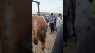 BALIQA OXSHAB semirgan GIGANT SIMMENTAL BUQA