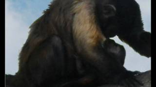 Broken Bonds - Witness The Miracle Of A Monkeys Birth
