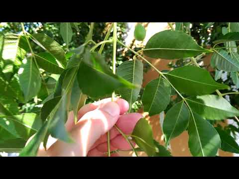 Vídeo: Usos de Chinaberry - Fatos sobre o cultivo de árvores de Chinaberry