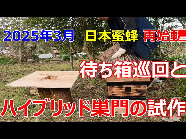 March 2025: Restarting beekeeping - Inspecting bait hives and