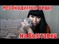 Выставка Шотландских кошек.Что необходимо взять с собой на выставку кошек.