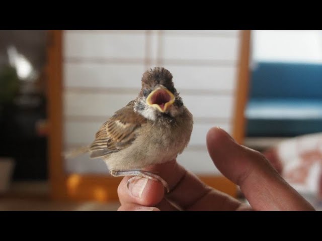 Ep1 保護したスズメの成長記録・１　～旅立ちの準備まで～The diary which raised a sparrow.