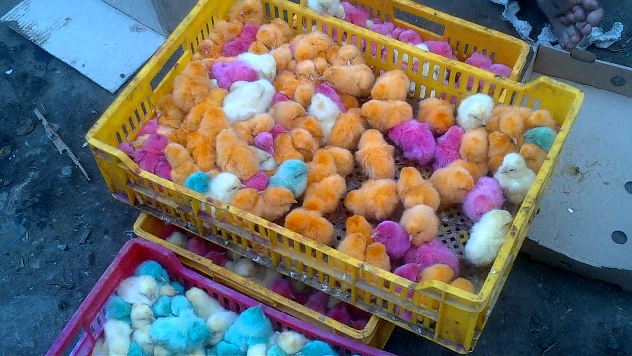 Colored Chicks In Egypt Youtube 