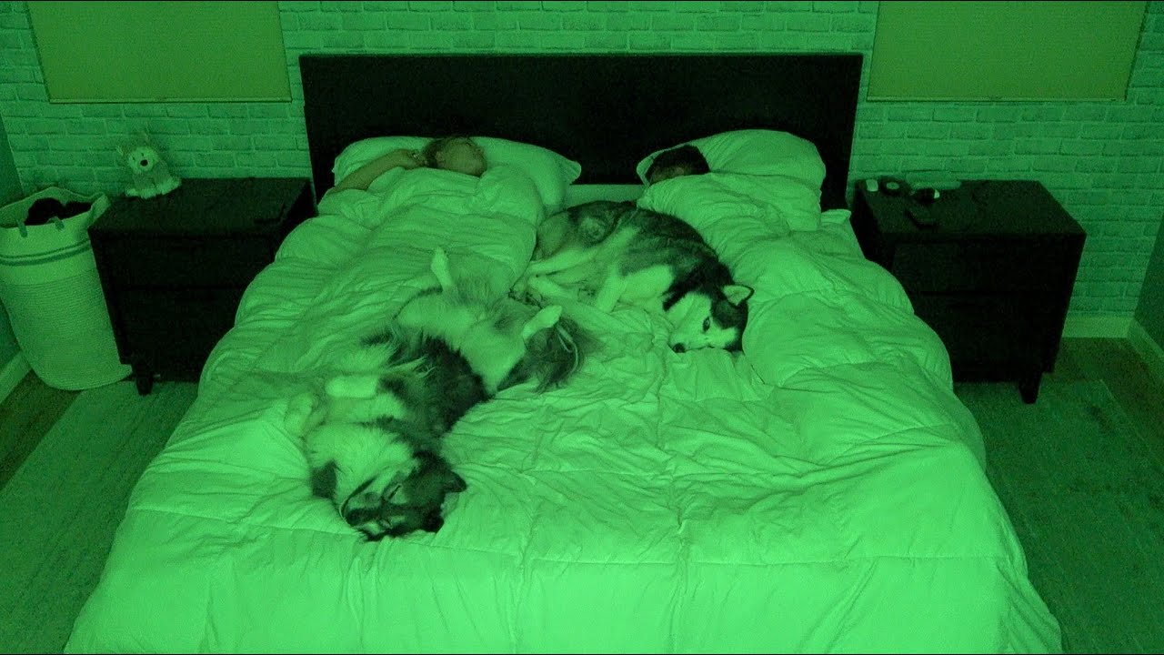 What Sleeping With Two Snuggly Huskies Is Like
