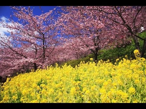 河津 桜 松田