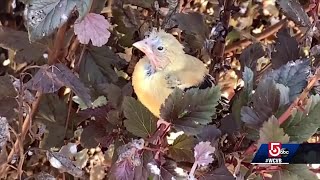 Stop using birdfeeders, birdbaths after 'mystery illness'