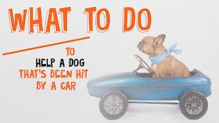 What To Do To Help A Dog Hit By A Car