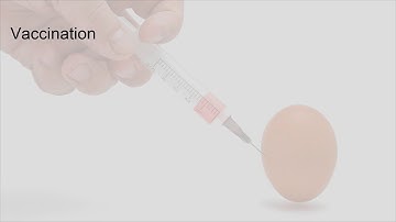What is Influenza or flu vaccine, How is it made using Eggs and recombinant technology