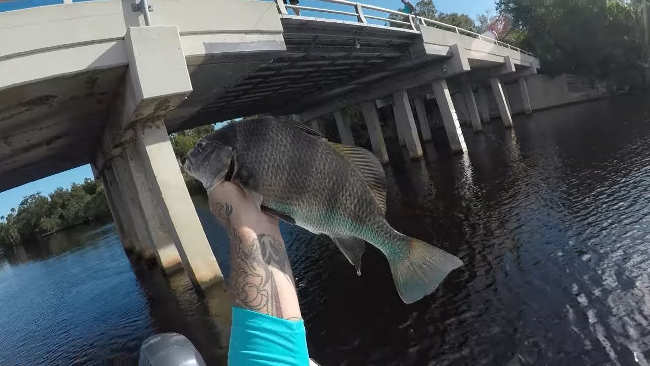 BLACK DRUM AND MANGROVE SNAPPERS TWO DAYS OF FISHING FUN