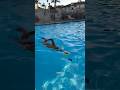Swim FASTR. Equipment Review - FINIS Alignment Kickboard