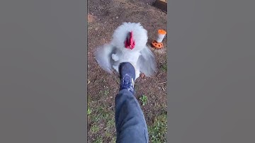 🐓 How to assert dominance with an aggressive rooster #shorts #funny