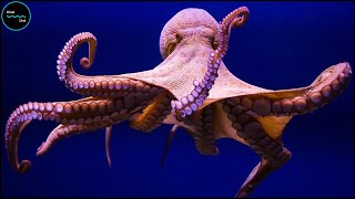 Octopuses: Remarkable Intelligence With 9 Brains, 3 Hearts, And 8 Arms!