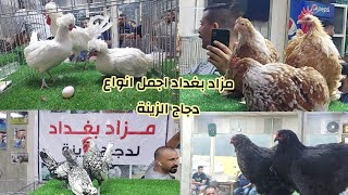 مزاد بغداد اجمل انواع دجاج الزينة2021/10/23